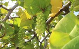 Mâm ngũ quả đặc biệt của lính Trường Sa trong ngày Tết